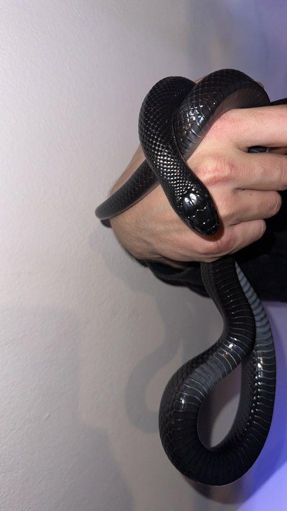 1.1 Lampropeltis getula nigrita A nějaký terária