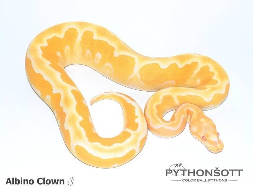 !!! UPRAVENÉ CENY !!! Krajta královská - mláďata