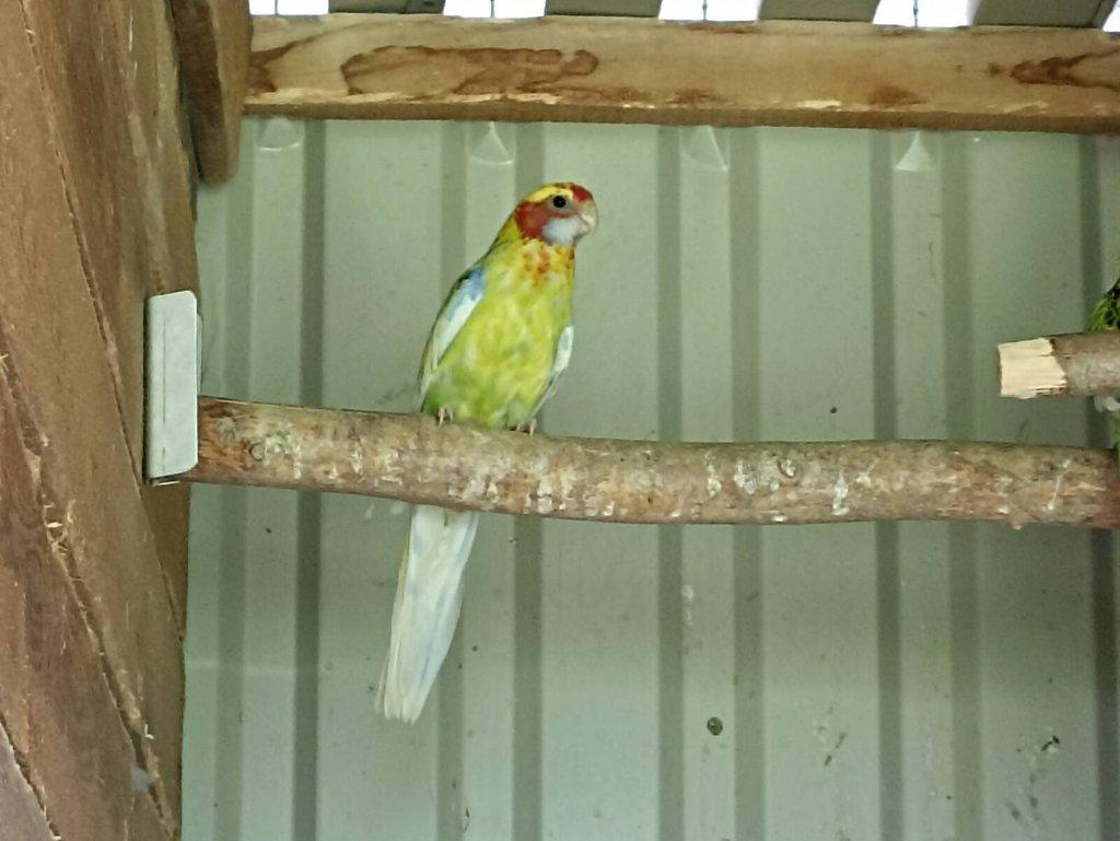 Rosely pestré -modrá, černá.