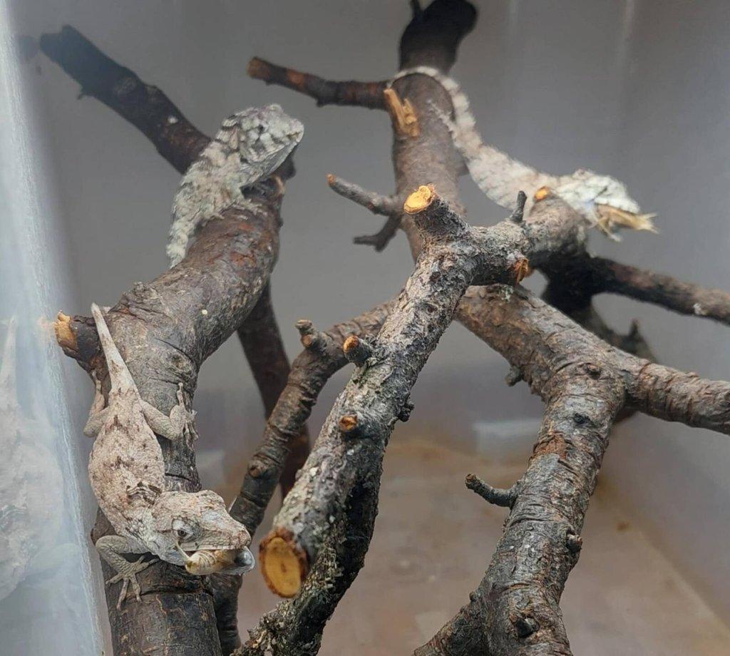 Ostrava 29.3 1,2 Chamaeleolis barbatus