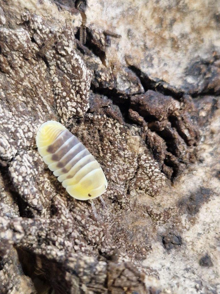 Prodám isopody za dobrou cenu