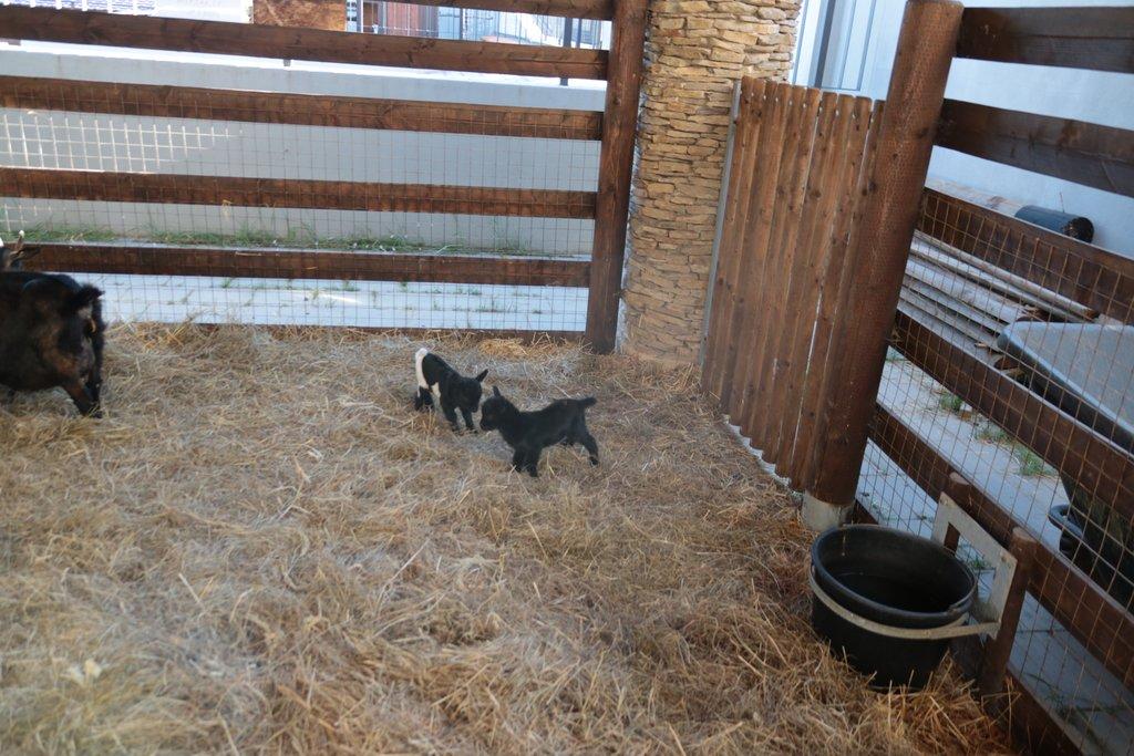 Pronájem celé samostatné stáje s výběhy