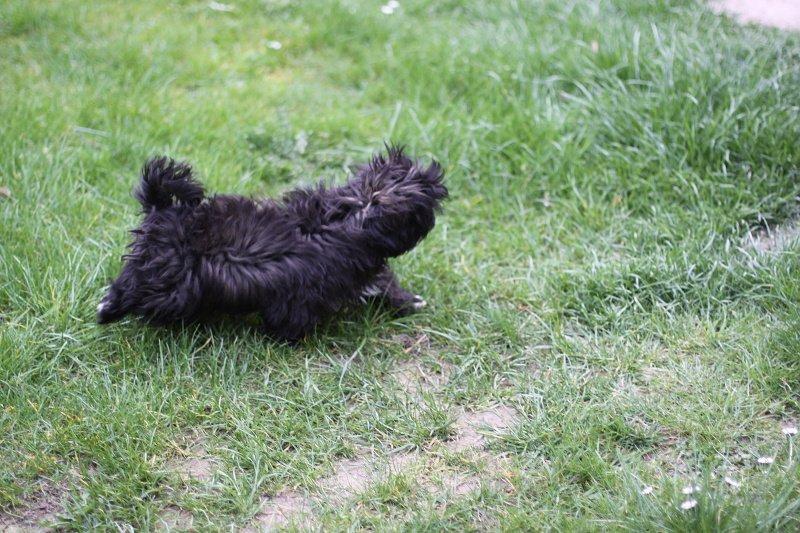 Štěňátka Shih-tzu