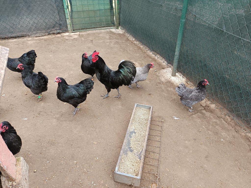 Australka zdrobnělá černá