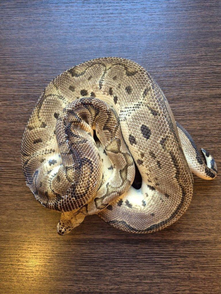 Python Regius - adult