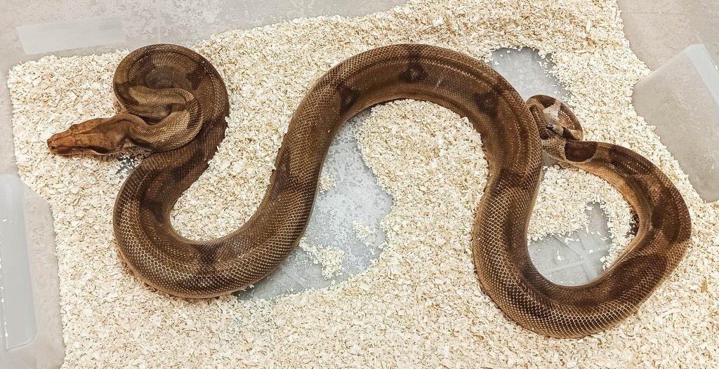 Adult Boa constrictor