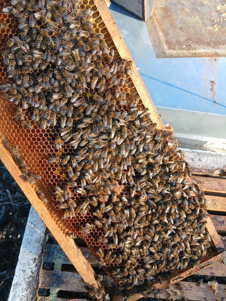 vyzimovaná včelstva - oddělky Langstroth 3/4