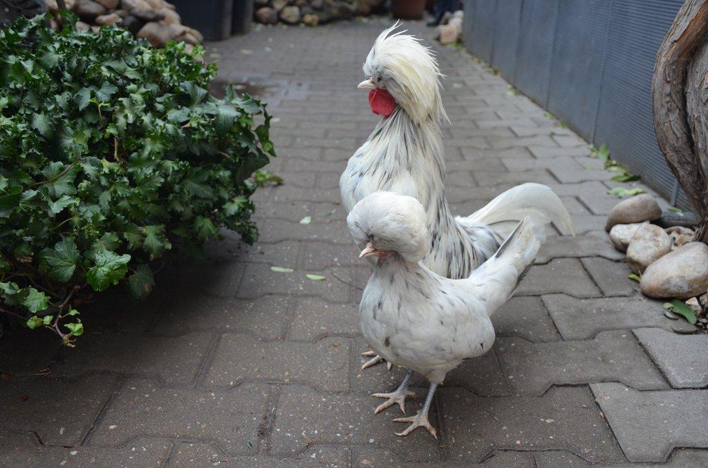 Zdrobnělé holanďanky