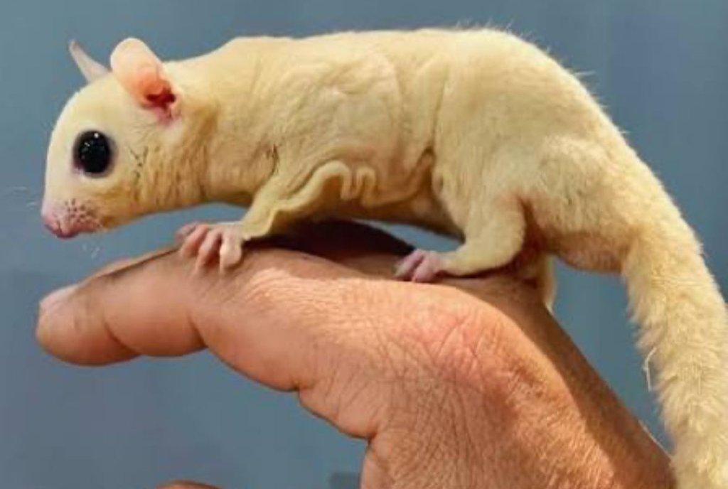 Predám vakoveveričky ancestrali-biele