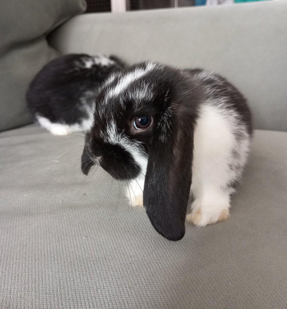 Zakrslý beránek králíček