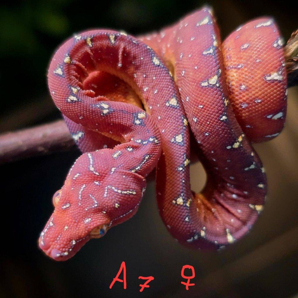 Morelia azurea pulcher (viridis)