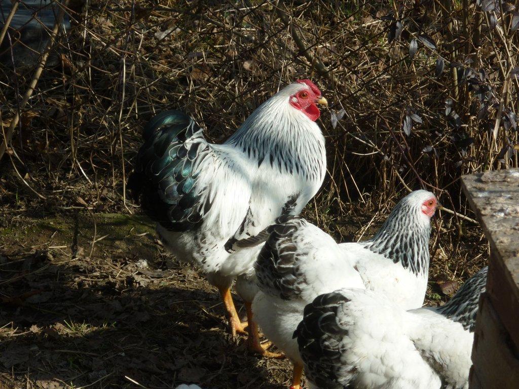 zdr. vyandotka kolumbie 1,3