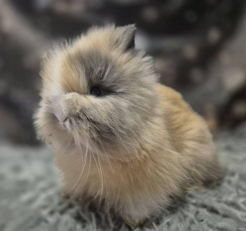 Zakrslý teddy králík