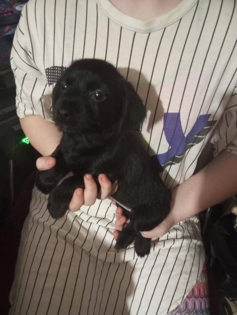 Prodám štěňátka