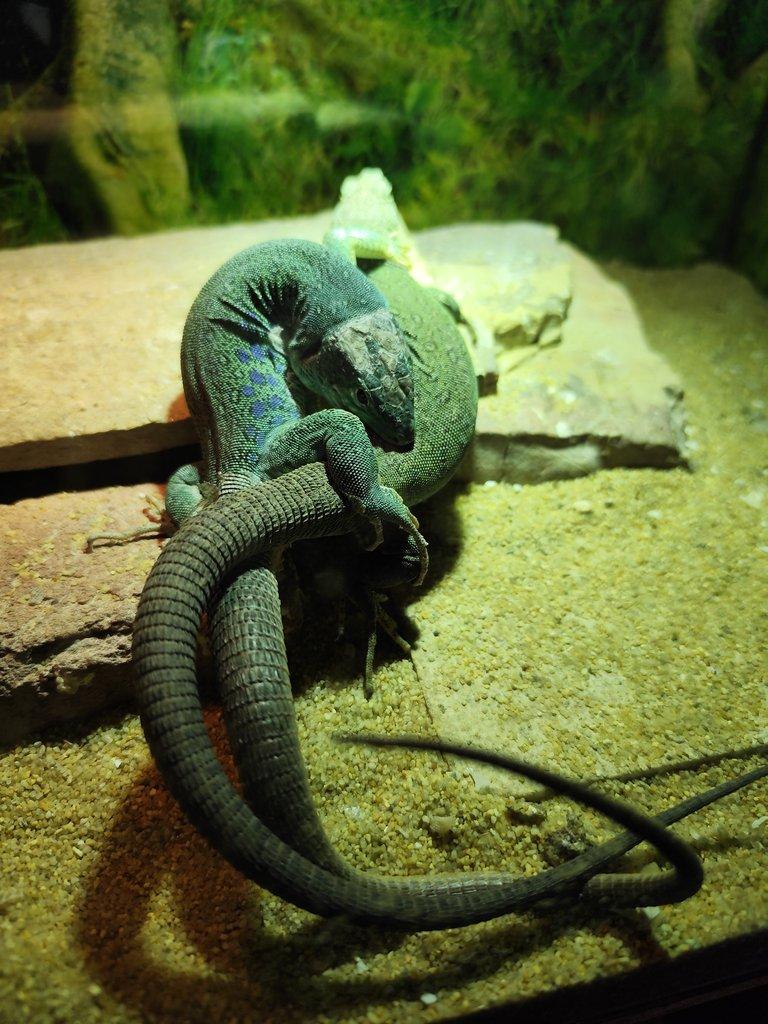 1.1 Timon lepidus Blue