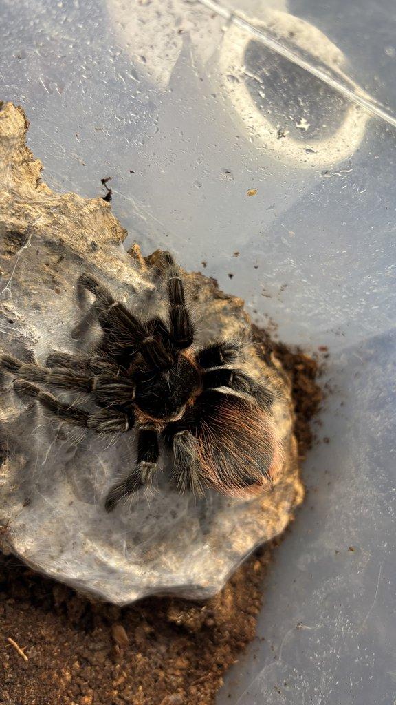 Pavouci aktuální nabídka 13.11