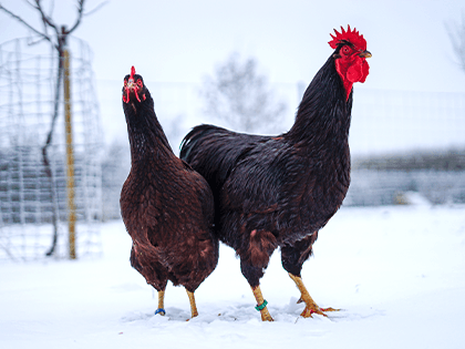 Rodajlendka 🥚🐣 (násadová vejce i kuřátka)