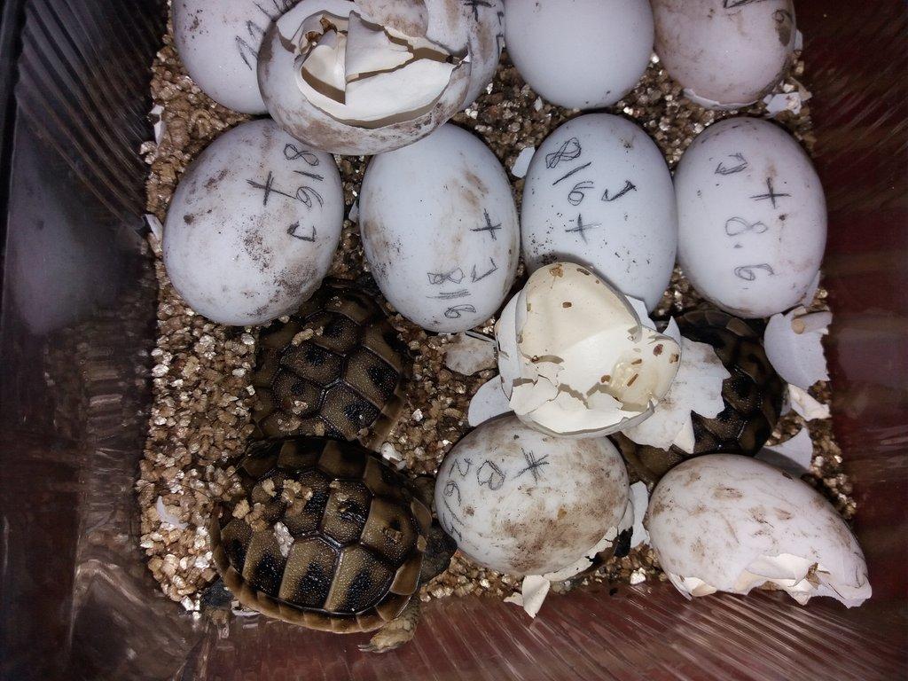 Suchozemská želva zelenavá mláďata