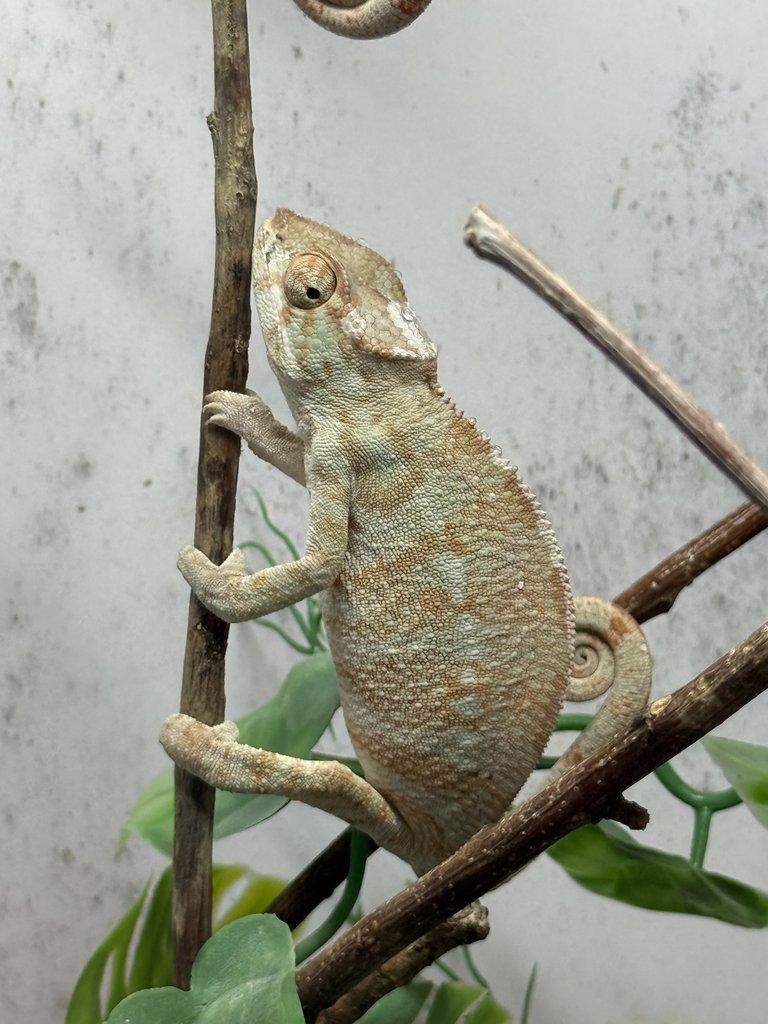 Nosy be samci 💙 Nosy be samice ❤️