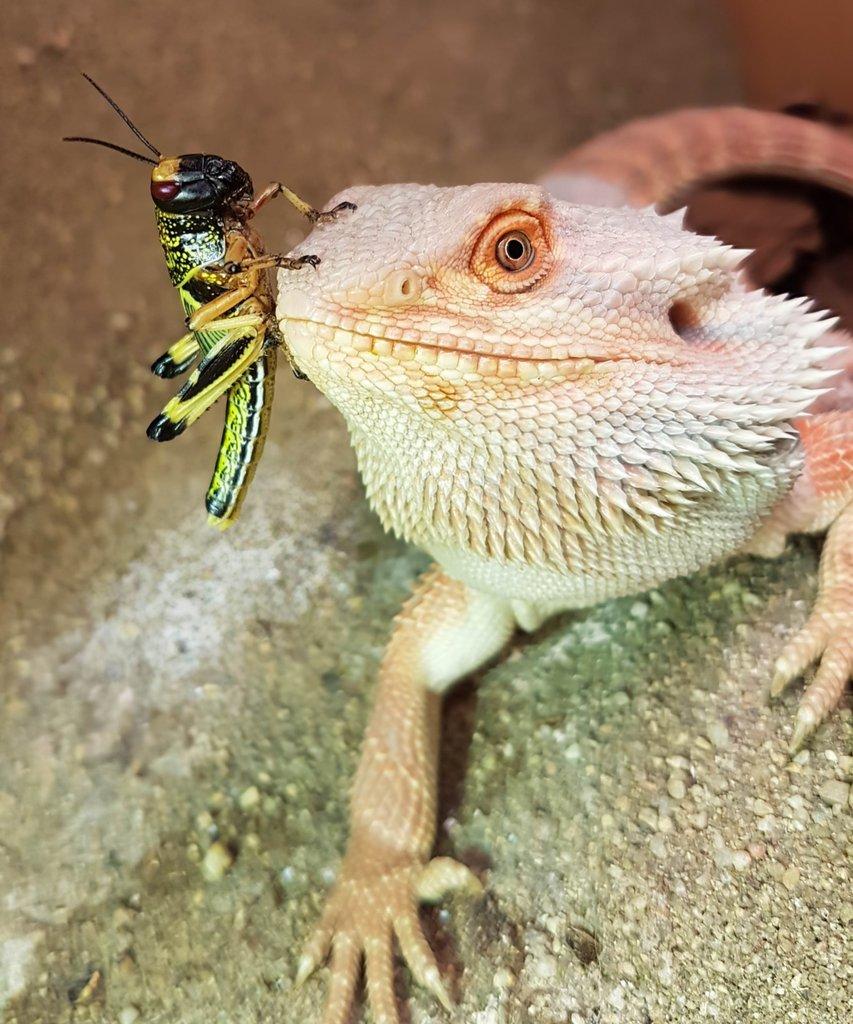 Prodej sarančat z rodinného chovu, nejlevnější v ČR