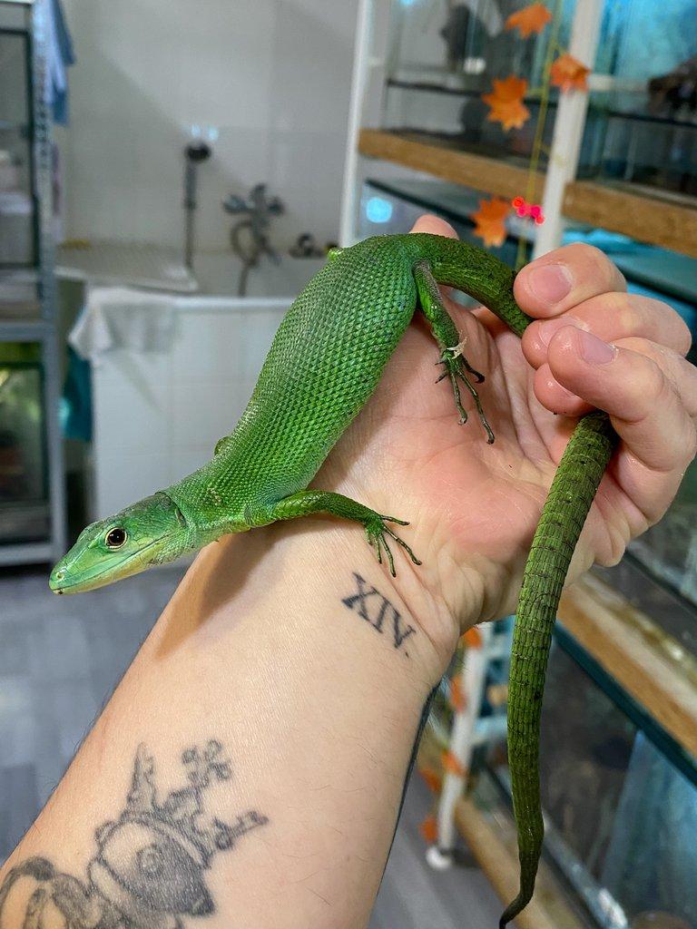 Gastropholis Prasina