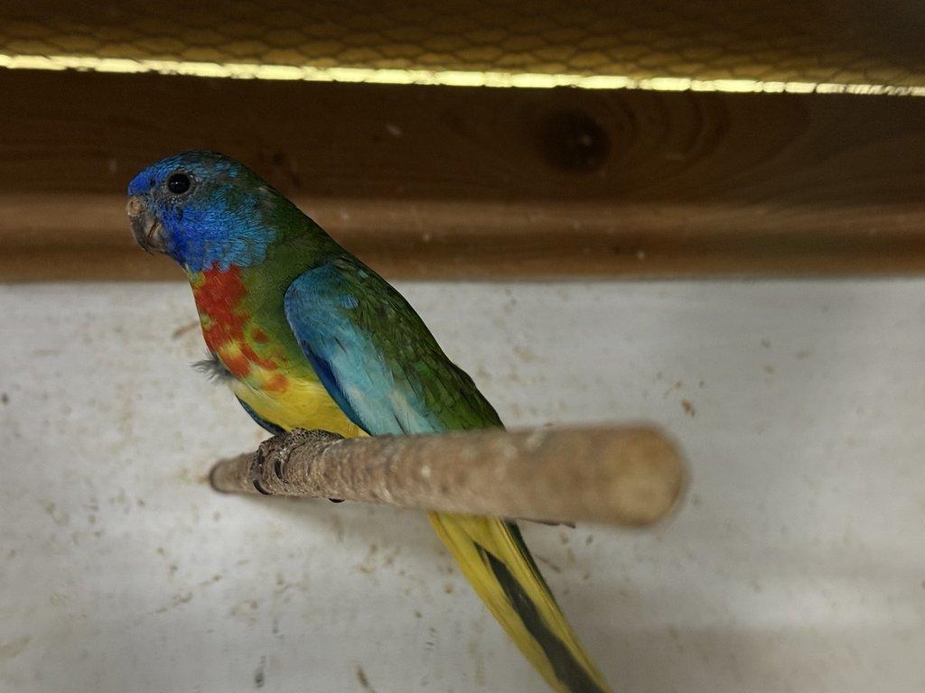 Neoféma modrohlavá