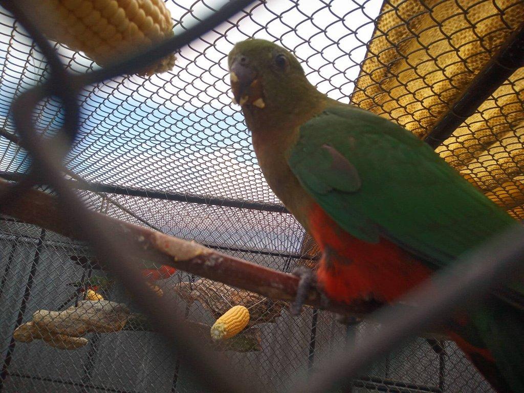 Papoušek královský