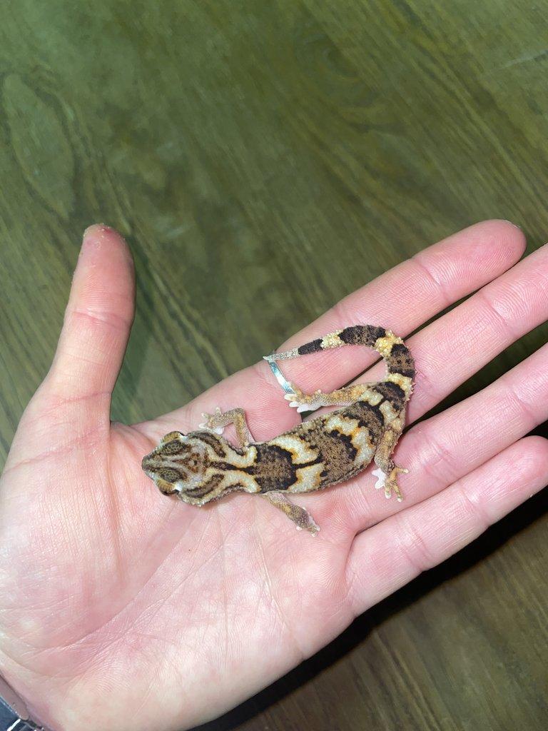 Chondrodactylus angulifer