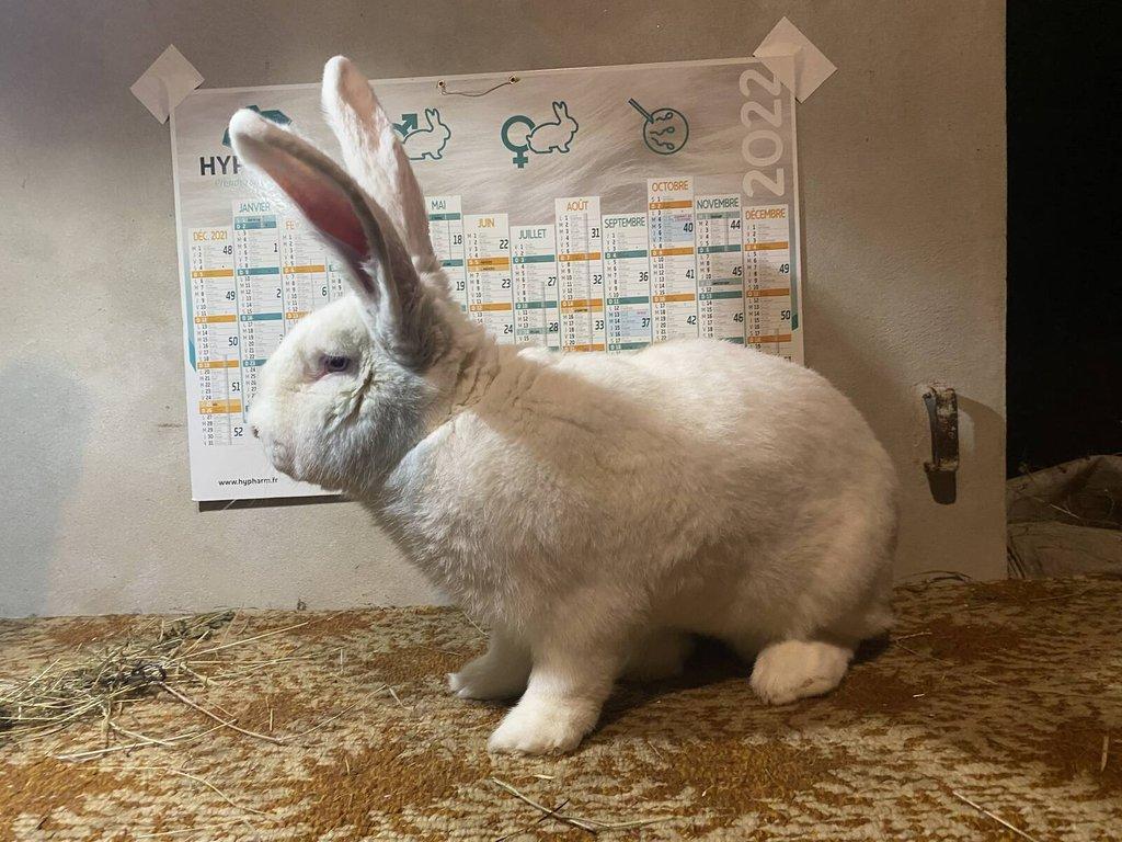 BELGICKÝ OBR ALBÍN