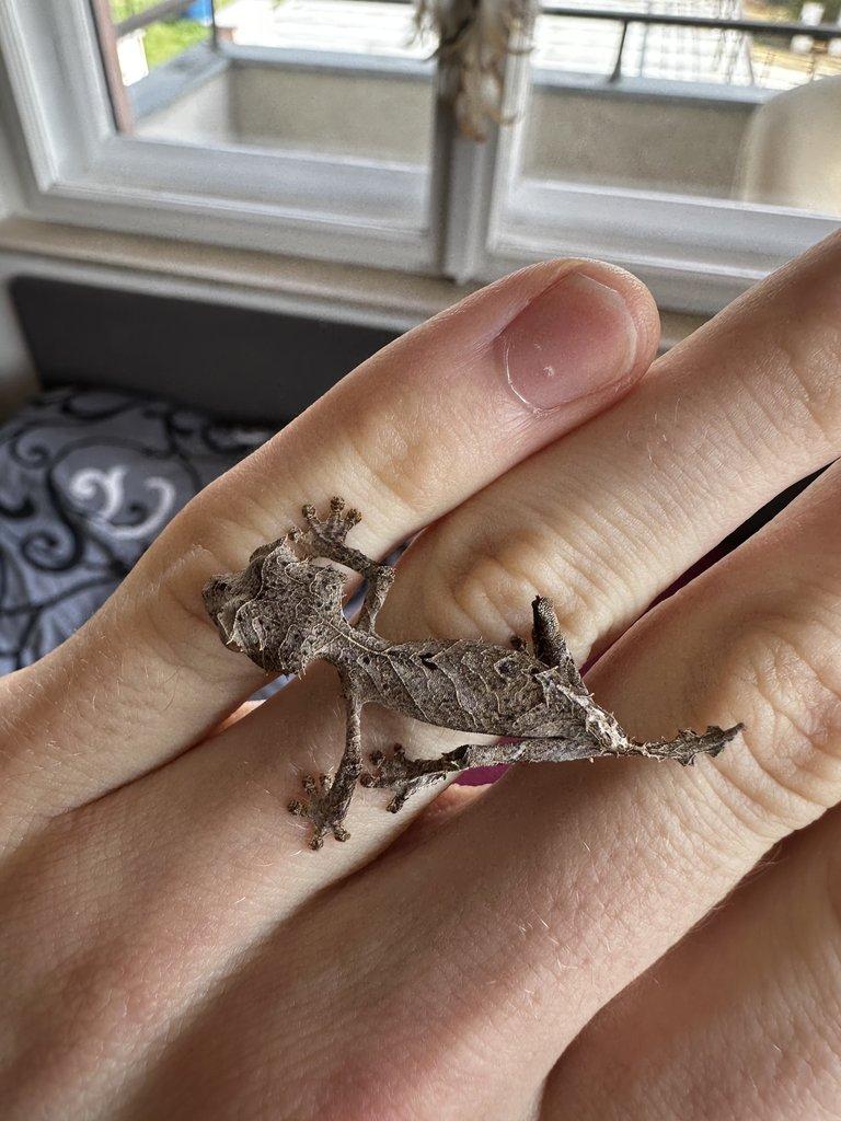 1.0 Uroplatus Ebenaui