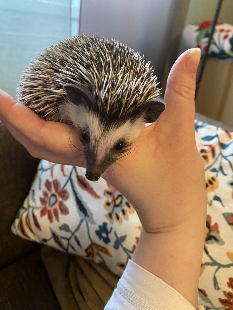 Africký pygmy ježek s PP - Chovatelská stanice Ježkovy voči