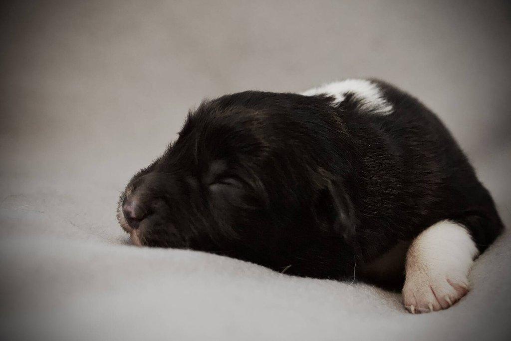 Border Collie s PP/ Border Kolie s PP