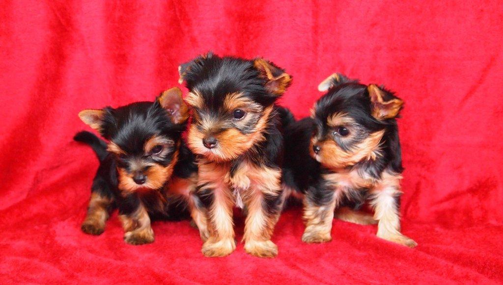 Jorkšírský reriér s PP-FCI