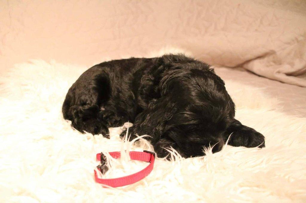 Anglický kokršpaněl s PP - 2 volní pejsci