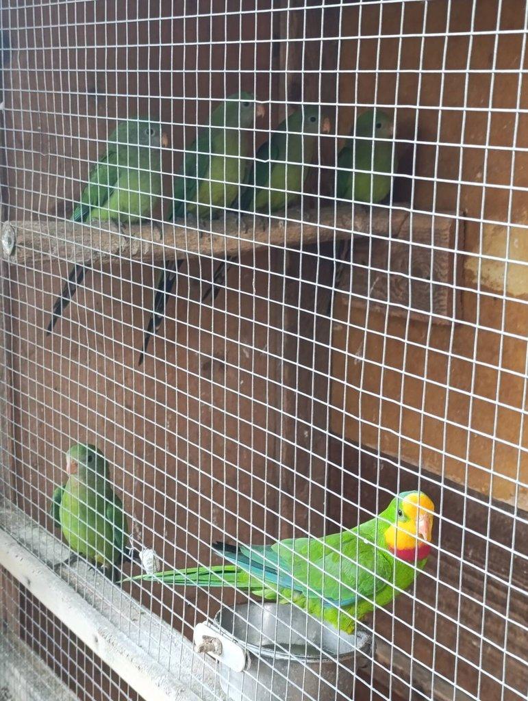 Papoušek nádherný