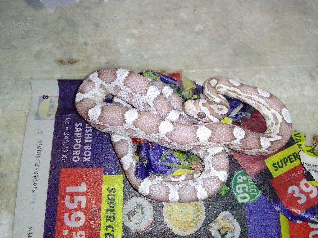 Pantherophis guttatus , Orthriophis taeniurus taeniurus nominátní