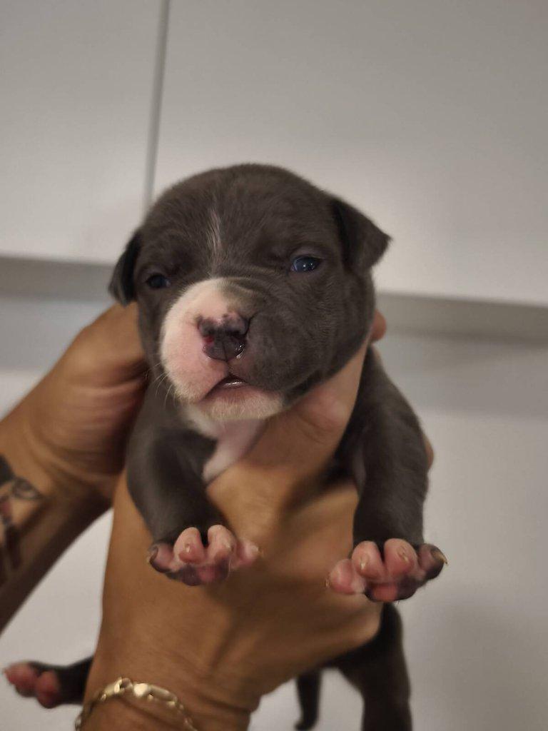 American Bully XL