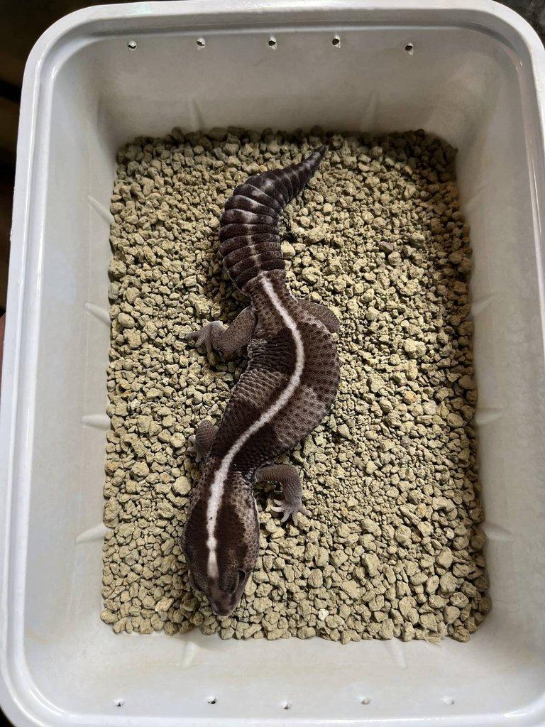 0.0.4 Phelsuma graandis HR