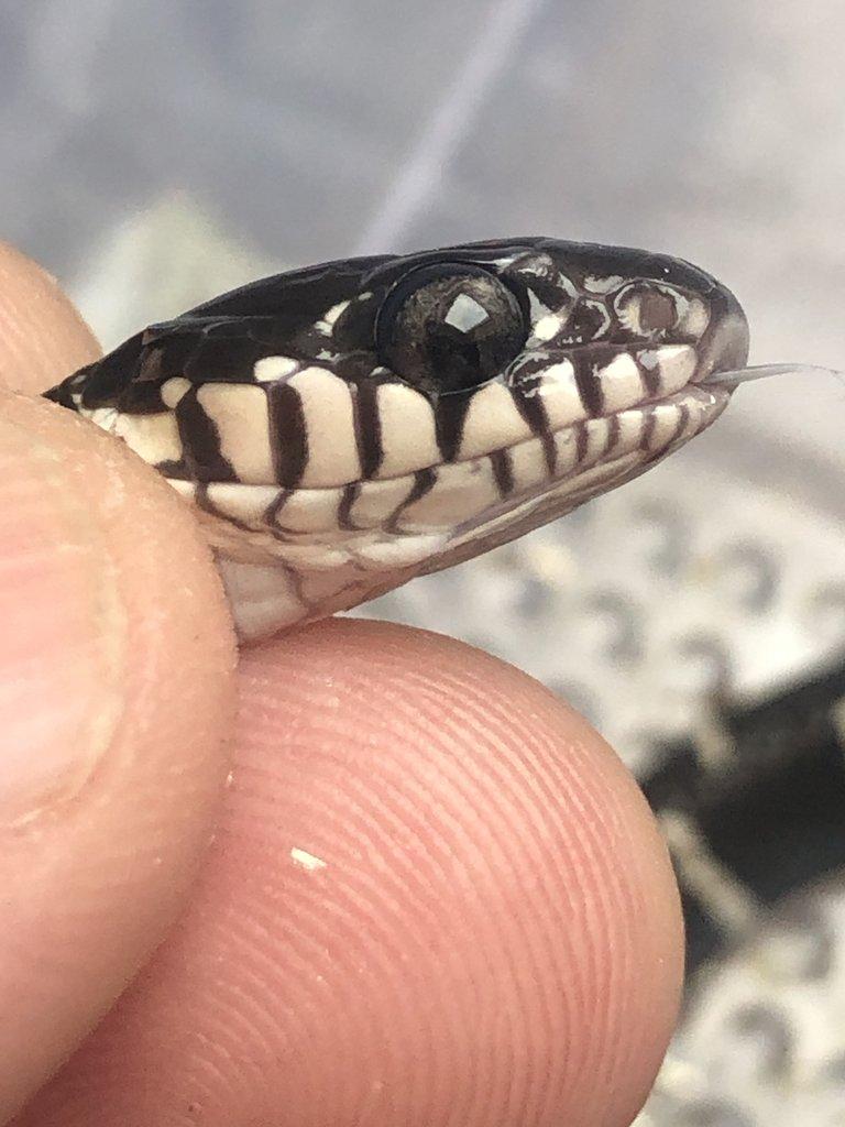 Boiga dendrophila ( bílá )