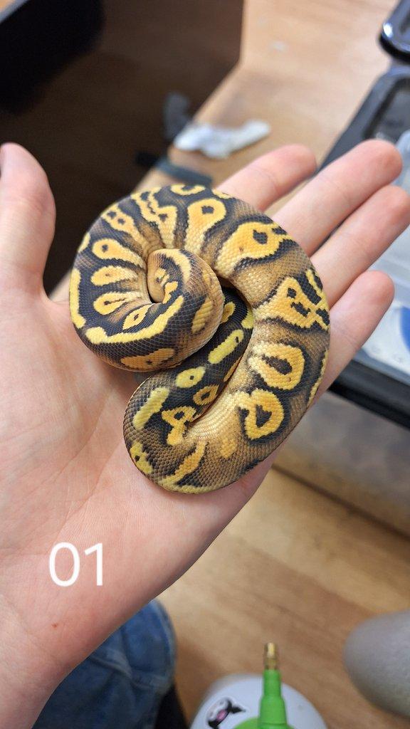 Prodám P. guttatus, B. fulignosus a P. regius