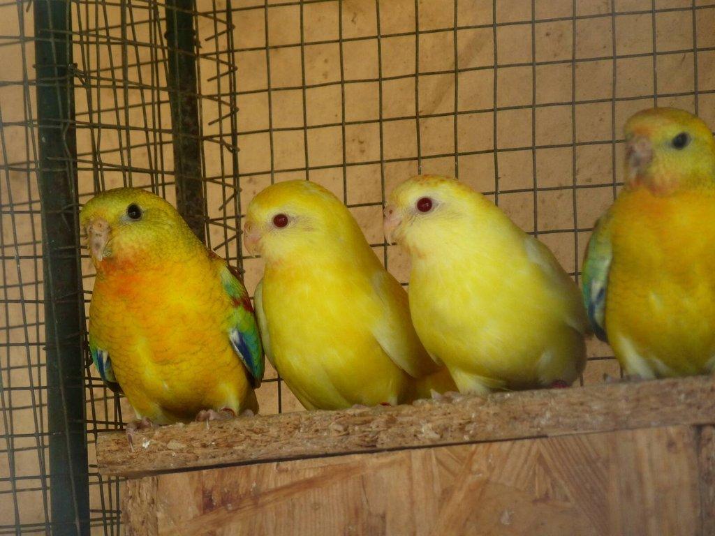 Prodám papoušek zpěvavý