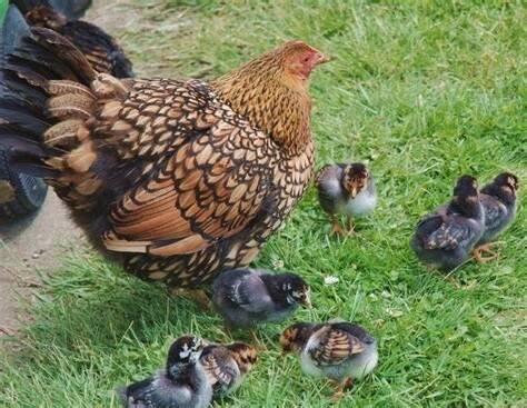 Slepičky Wyandotky zdrobnělé na vajíčka i na okrasu