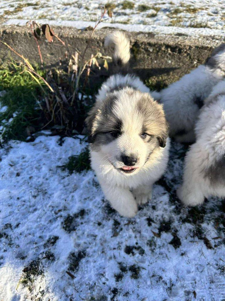 Pyrenejský horský pes