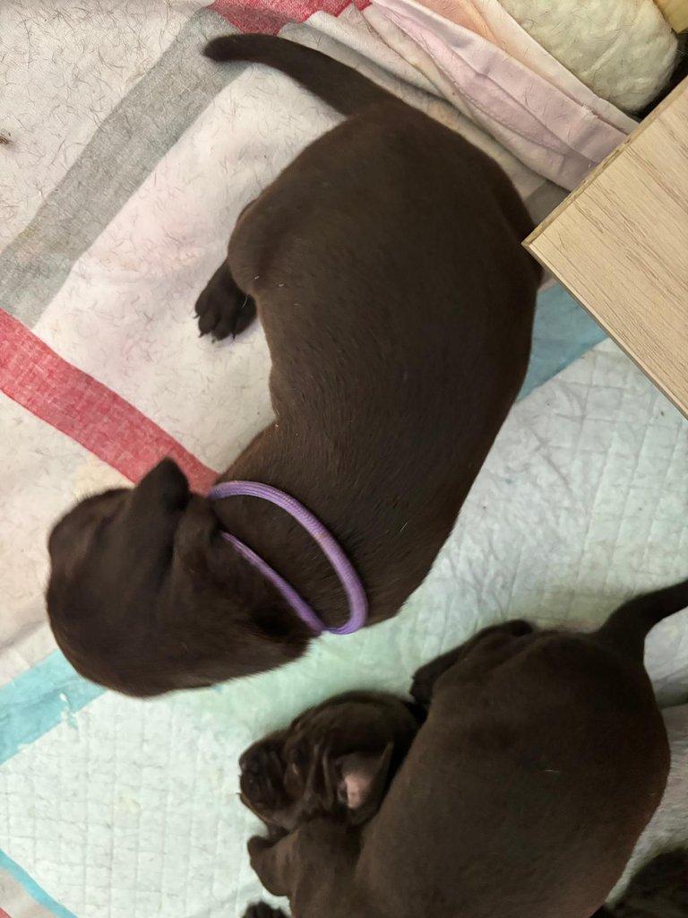 Německý krátkosrstý ohař - štěňata s PP