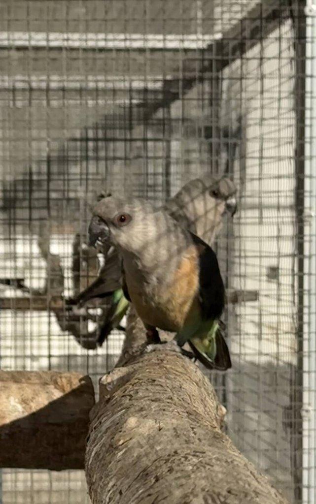 0.2 Papoušek červenobřichý (P. Rufiventris)