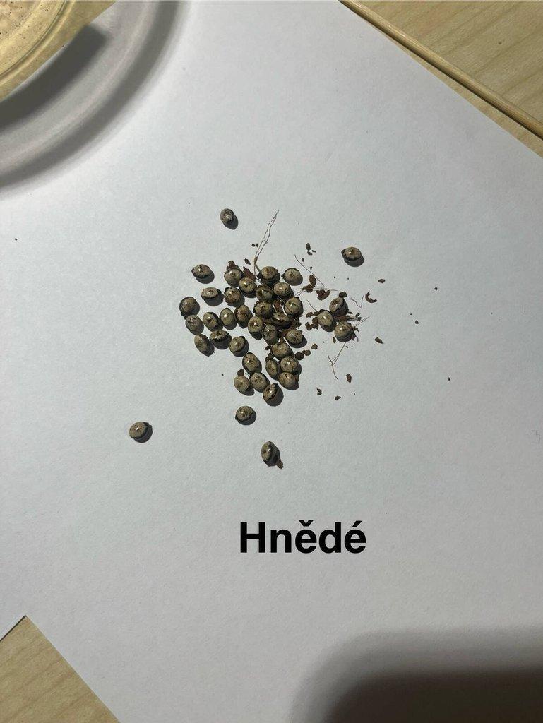 Vajíčka strašilek australských