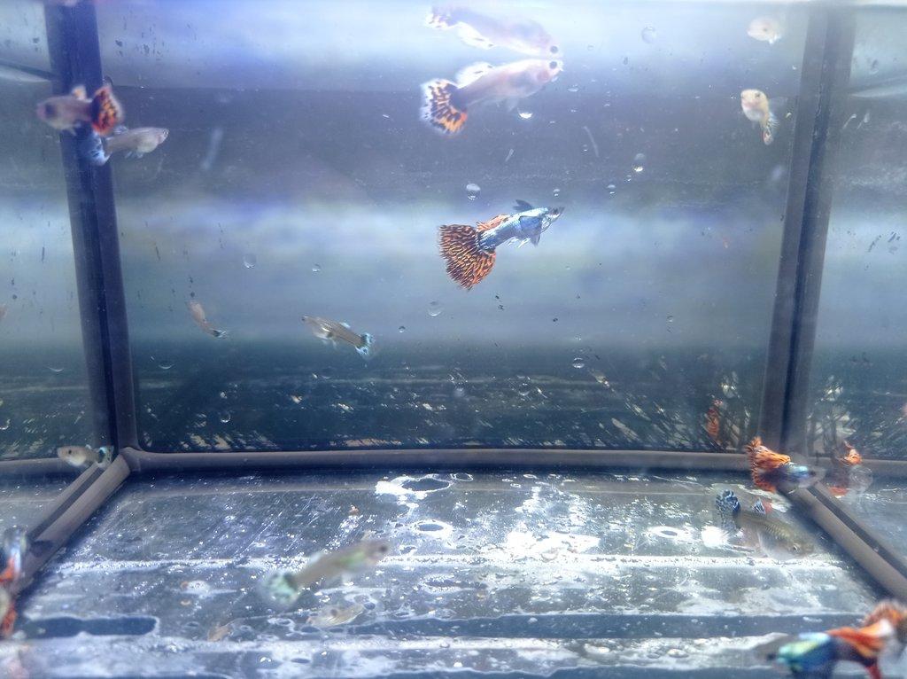 Poecilia reticulata - Red Mosaic Dumbo Ear