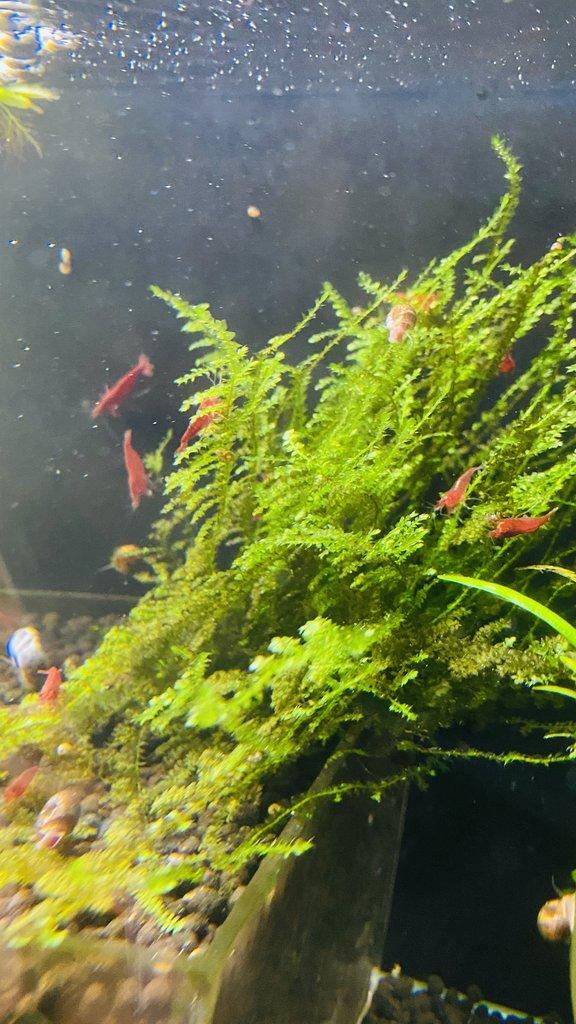 Prodám krevetky Bloody Mary.