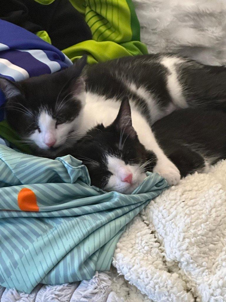 Opuštěné kočičí holčičky