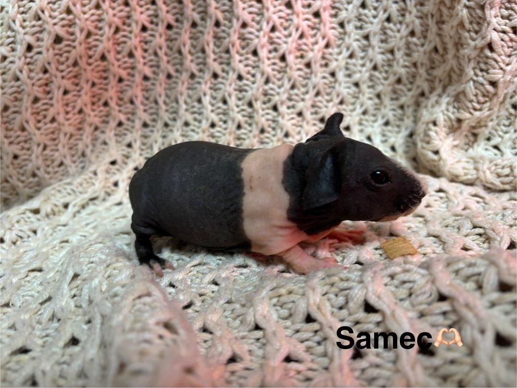 Skinny morčátka, samečci s PP